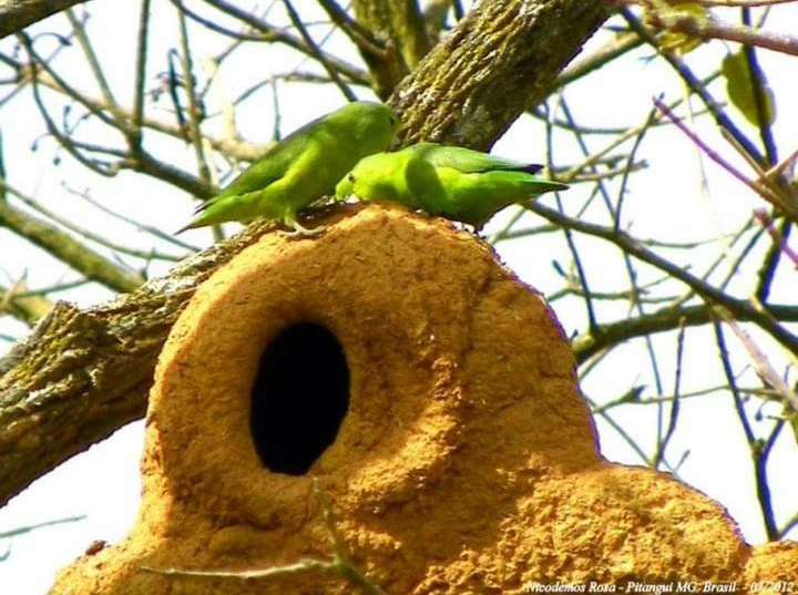 A casa construída pelo joão-de-barro só serve para uma ninhada; depois, ela passa a ser "habitada" por outros pássaros. Foto - Nicodemos Rosa