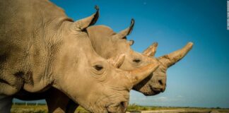 Essas duas fêmeas são as únicas sobreviventes da espécie rinoceronte branco do norte