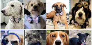 Cães de abrigos recebem gravata-borboleta para ficarem mais "atraentes" para adoção. Fotos -Instagram Darius Brown