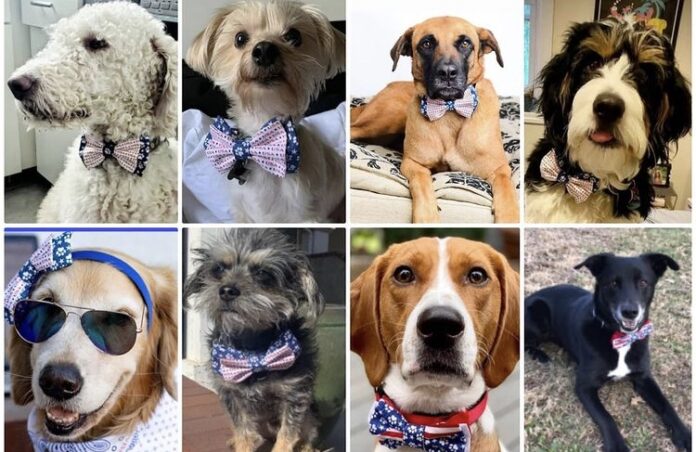 Cães de abrigos recebem gravata-borboleta para ficarem mais 
