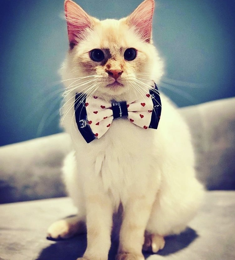 Os gatos também têm direito a gravata-borboleta