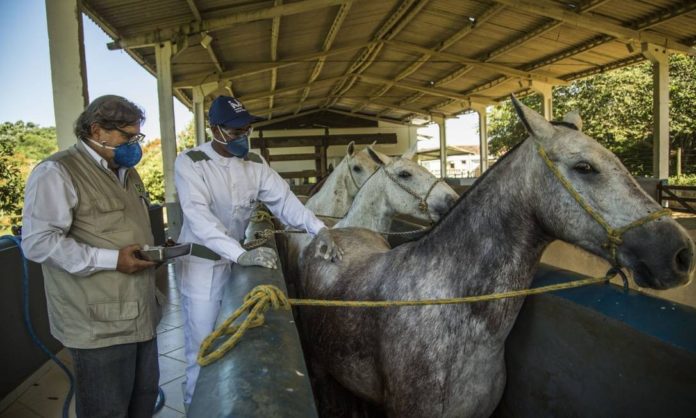 Cientistas do Instituto Vital Brazil também pesquisam soro para covid com plasma de cavalo. Foto - Vital Brazil