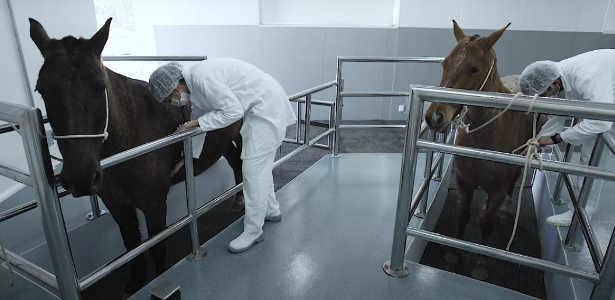 Técnicos do Butantan retiram sangue dos cavalos para separar plasma. Foto - Butantan - Divulgação