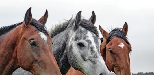 Soro desenvolvido no Butantan com plasma de cavalo será testado em humanos. Foto - Wolfgang Claussen - Pixabay