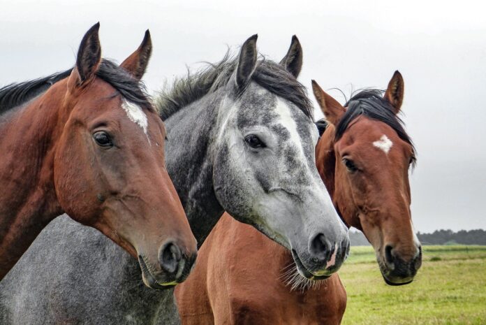 Soro desenvolvido no Butantan com plasma de cavalo será testado em humanos. Foto - Wolfgang Claussen - Pixabay