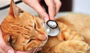 Gatos também serão atendidos no hospital veterinário