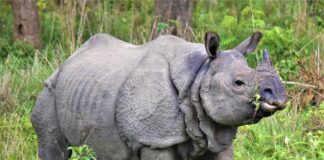 População de rinoceronte do Nepal cresceu nos últimos 5 anos. Foto - National Trust for Nature Conservation (NTNC)/Divulgação