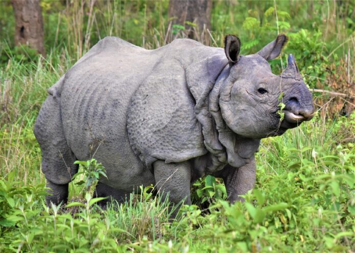 População de rinoceronte do Nepal cresceu nos últimos 5 anos. Foto - National Trust for Nature Conservation (NTNC)/Divulgação