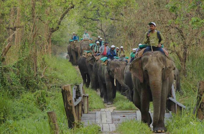 Para fazer o censo dos rinocerontes, equipe teve que ser transportada por elefantes. População de rinoceronte do Nepal cresceu nos últimos 5 anos. Foto - National Trust for Nature Conservation (NTNC)/Divulgação