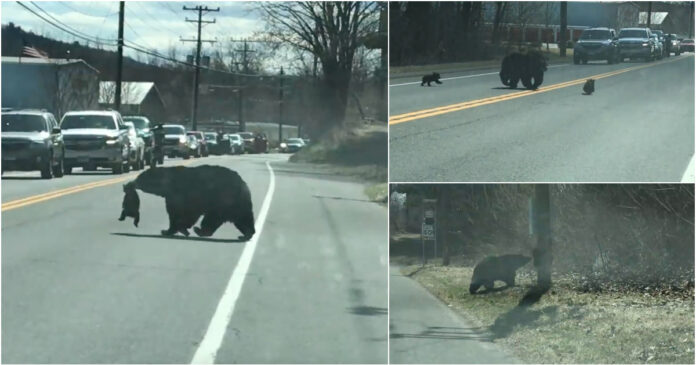 Mamãe ursa tenta atravessar os 4 filhotes por rodovia nos EUA. Fotos - Youtube
