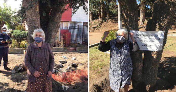 Vovó Margarita, de 90 anos, se abraça a um sobreiro para impedir a sua derrubada. Fotos - Redes Sociais - T13