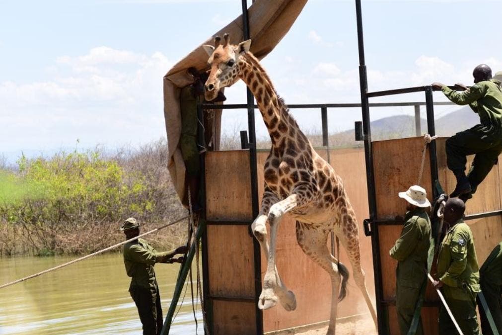 Desembarque de girafa que foi resgatada em ilha do Quênia