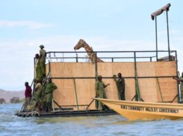 Embarcação especial foi construída para resgatar grupo de girafas ameaçadas em ilha do Quênia. Fotos - Northern Rangeland Trust-Divulgação