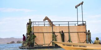 Embarcação especial foi construída para resgatar grupo de girafas ameaçadas em ilha do Quênia. Fotos - Northern Rangeland Trust-Divulgação