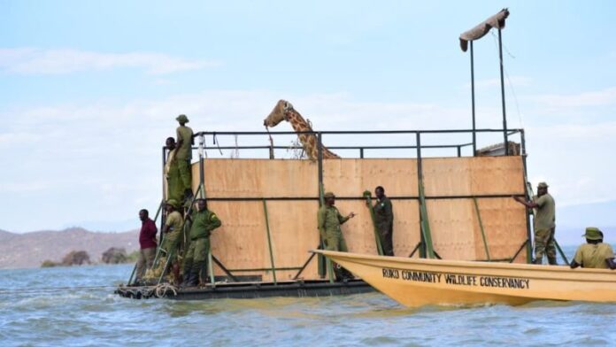 Embarcação especial foi construída para resgatar grupo de girafas ameaçadas em ilha do Quênia. Fotos - Northern Rangeland Trust-Divulgação