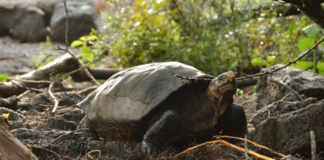Fêmea de tartaruga que se imaginava extinta é confirmada em Galápagos. Foto - Parque Nacional de Galápagos