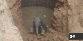Oerapão para salvar bebê elefante que caiu em poço na Índia durou 8 horas. Fotos Departamento florestal usou 3 retroescavadeiras para resgatar bebê elefante. Fotos - Shashikant Verma,