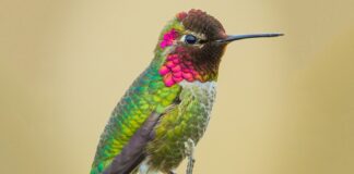 Ninhos do pequeno colibri de Anna obrigam governo do Canadá a interromper obra de R$ 55 bilhões. Fotos - Wikimedia