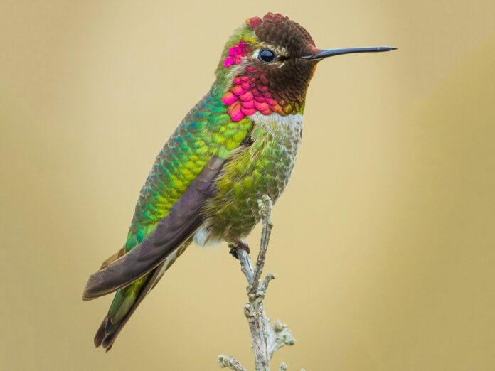 Ninhos do pequeno colibri de Anna obrigam governo do Canadá a interromper obra de R$ 55 bilhões. Fotos - Wikimedia