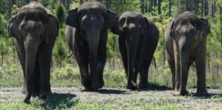 Antes atrações de circo nos EUA, grupo de 35 elefantes agora vive em liberdade em nova casa. Fotos - White Oak White