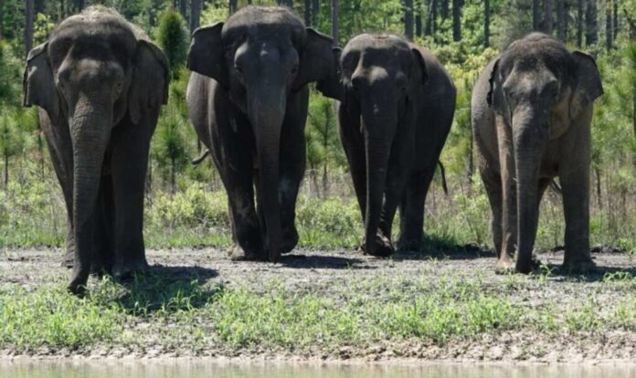 Antes atrações de circo nos EUA, grupo de 35 elefantes agora vive em liberdade em nova casa. Fotos - White Oak White