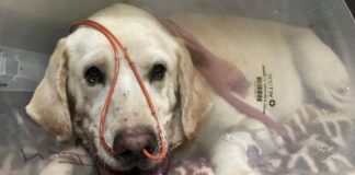Labrador Marley foi picado por uma cascavel para salvar o seu dono. Foto - redes sociais