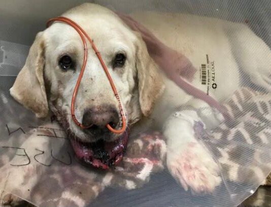 Labrador Marley foi picado por uma cascavel para salvar o seu dono. Foto - redes sociais