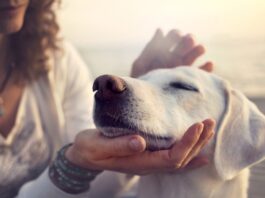 Fazer carinho nos cães reduz estresse em universitários, aponta pesquisa. Foto - redes sociais