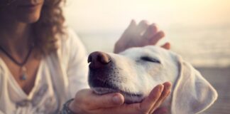 Fazer carinho nos cães reduz estresse em universitários, aponta pesquisa. Foto - redes sociais