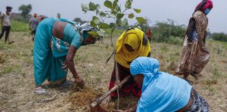 Voluntários indianos plantaram 1 milhão de árvores num único dia. Fotos - redes sociais