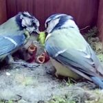 Casal de pássaros alimenta seus filhotes; cenas do cotidiano do "casal" já foram vistas por mais de 41 milhões de pessoas. Fotos - Youtube