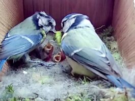 Casal de pássaros alimenta seus filhotes; cenas do cotidiano do "casal" já foram vistas por mais de 41 milhões de pessoas. Fotos - Youtube