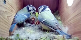 Casal de pássaros alimenta seus filhotes; cenas do cotidiano do "casal" já foram vistas por mais de 41 milhões de pessoas. Fotos - Youtube