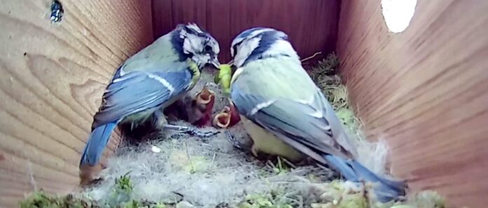 Casal de pássaros alimenta seus filhotes; cenas do cotidiano do 