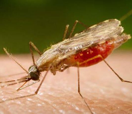 Mosquito Anopheles ´è o causador da malária, doença que agora tem vacina. Foto - Agência Brasil