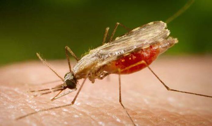 Mosquito Anopheles ´è o causador da malária, doença que agora tem vacina. Foto - Agência Brasil