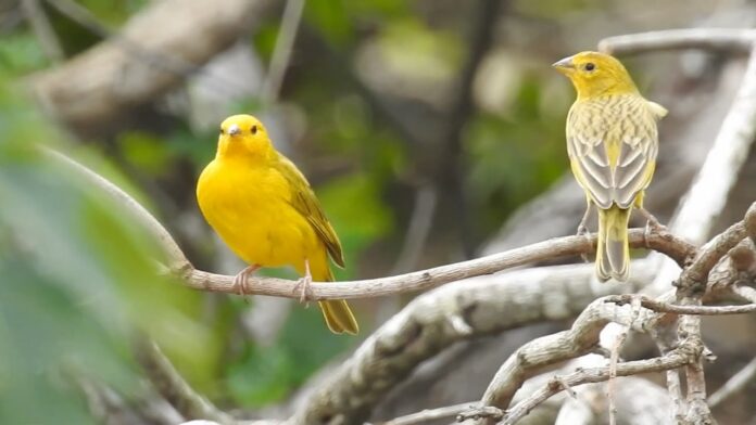 Casal de canários-da-terra. Foto - redes sociais