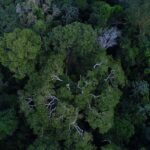 A floresta Amazônia vista de cima. ONG quer mais proteção para a floresta. Foto - Agência Brasil
