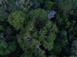 A floresta Amazônia vista de cima. ONG quer mais proteção para a floresta. Foto - Agência Brasil