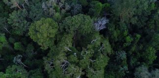 A floresta Amazônia vista de cima. ONG quer mais proteção para a floresta. Foto - Agência Brasil