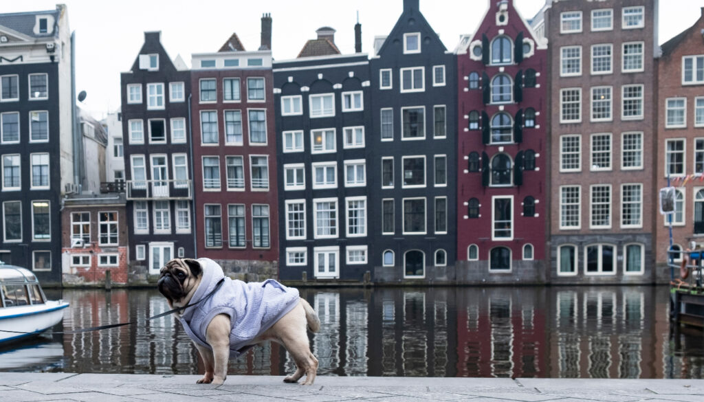 Os cachorros na Holanda recebem um chip que, em caso de extravio, ajudam a encontrar o tutor. Foto - redes sociais