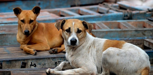 Holanda se tornou o primeiro país do mundo a zerar os cachorros de rua. Foto - redes sociais