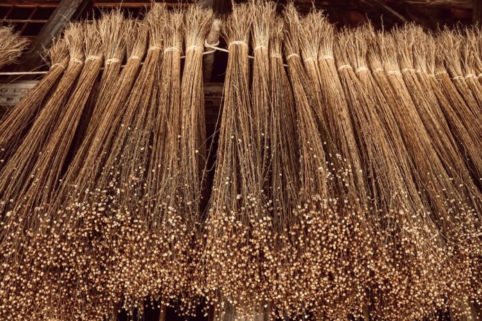 A planta de linho, de onde é confeccionado o clássico tecido do mesmo nome. Foto - Pixabay