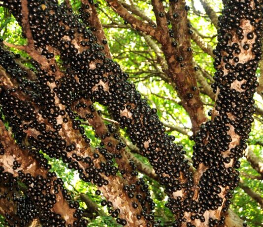 Casca de jabuticaba é ótima opção para ajudar no controle da glicose. Imagens - redes sociais