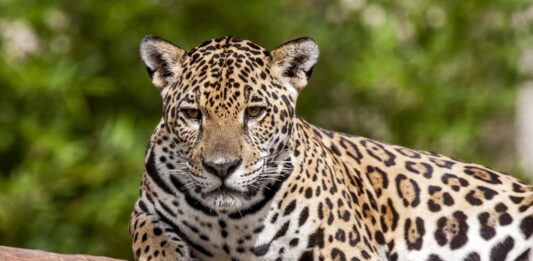 Onça-pintada do Iguaçu - Imagem - redes sociais