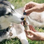 Cão da raça Husky recebe tratamento com canabidiol. Foto - R+R Medicinals/GN