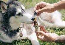 Cão da raça Husky recebe tratamento com canabidiol. Foto - R+R Medicinals/GN