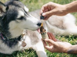 Cão da raça Husky recebe tratamento com canabidiol. Foto - R+R Medicinals/GN