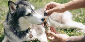 Cão da raça Husky recebe tratamento com canabidiol. Foto - R+R Medicinals/GN