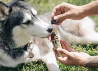 Cão da raça Husky recebe tratamento com canabidiol. Foto - R+R Medicinals/GN